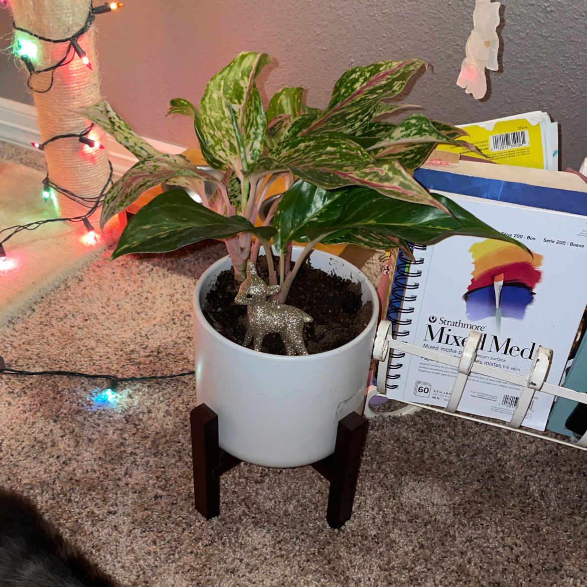 Red Siam Aurora Aglaonema plant in a white pot on a wooden stand, appears healthy.
