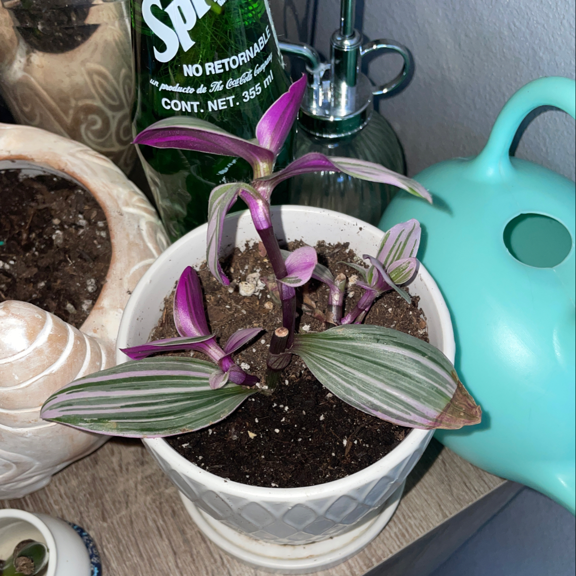 Tradescantia Nanouk plant in a white pot with vibrant purple and green leaves.