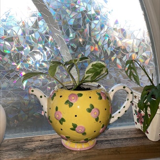 Pearls and Jade Pothos plant in Fayetteville, Arkansas
