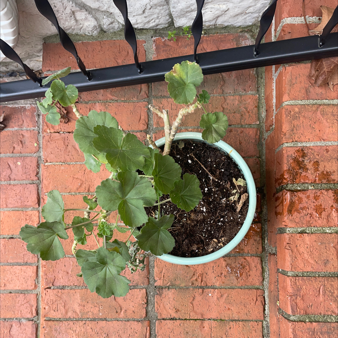 Potted Zonale Geranium plant with some browning leaves on a brick surface.