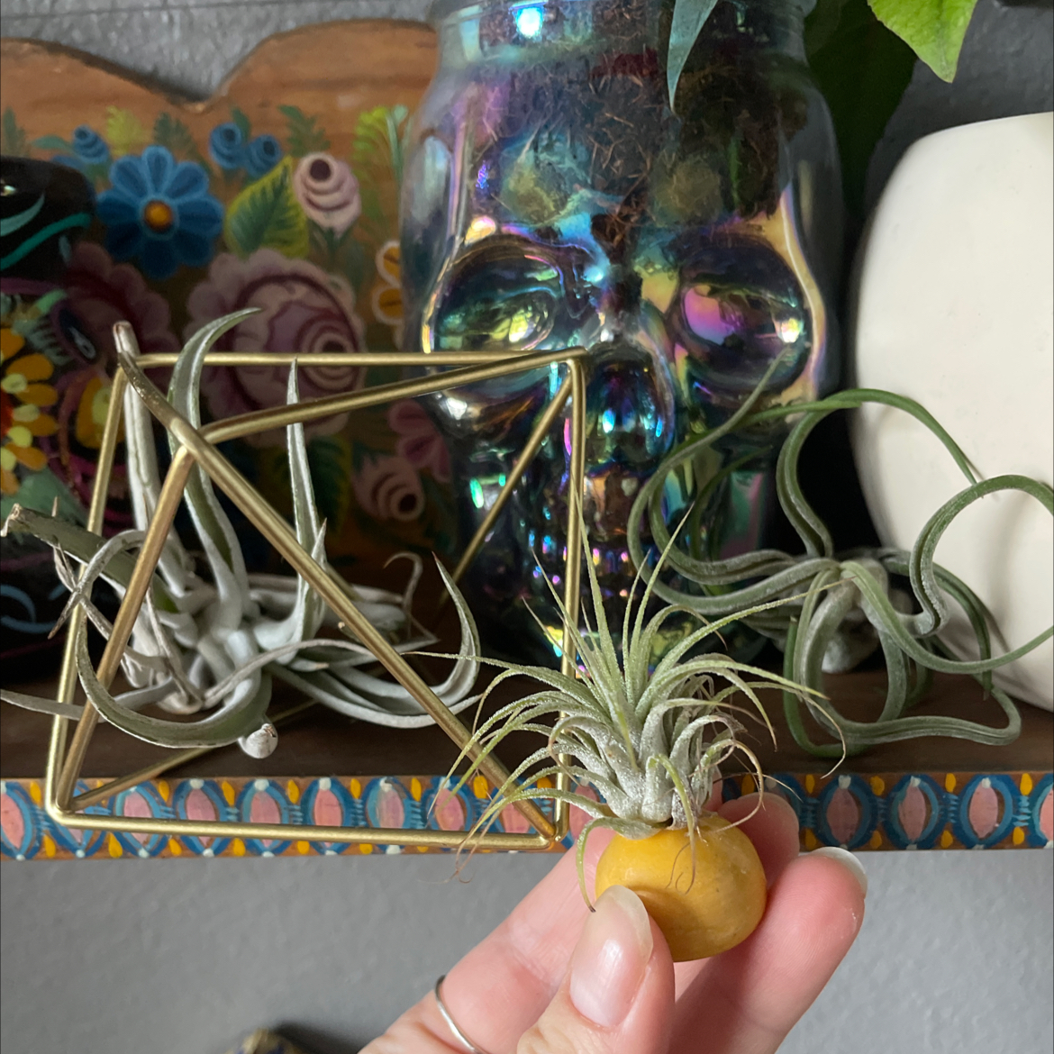 Spreading Airplant (Tillandsia) held by a hand, with decorative elements and other airplants in the background.