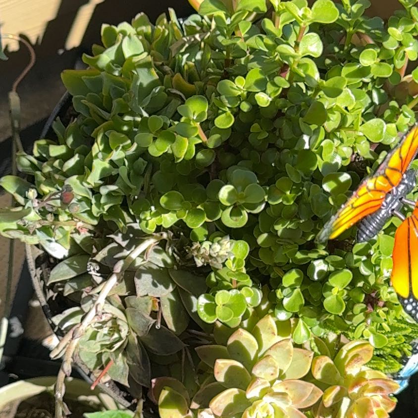 Photo of the plant species White Rata by @ElderJavamoss54 named Xena on Greg, the plant care app