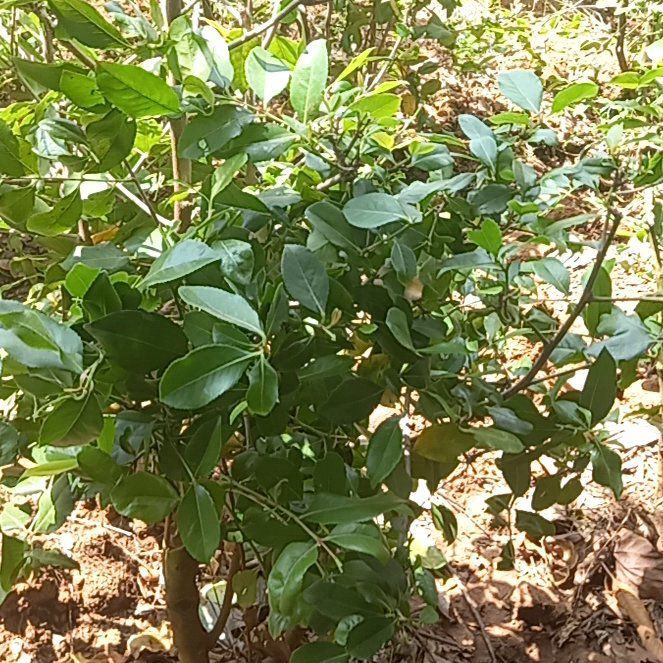 Photo of the plant species Inkberry by @ZestTagetes48 named Austen on Greg, the plant care app