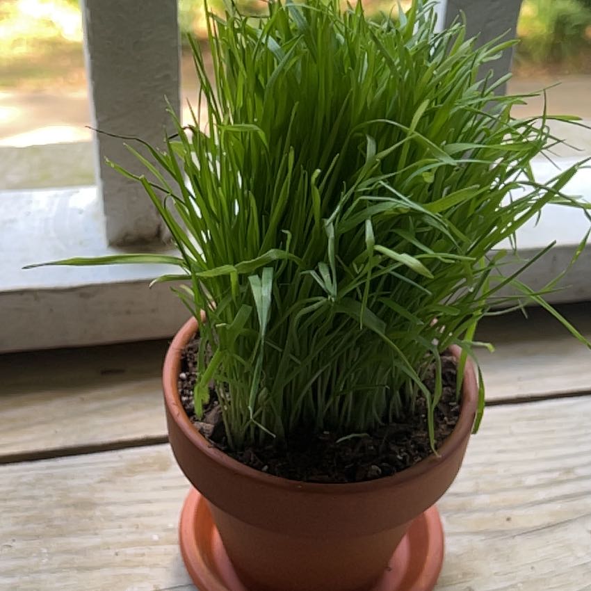 Photo of the plant species Crested Wheatgrass by @KeySoybean74 named Dolores on Greg, the plant care app