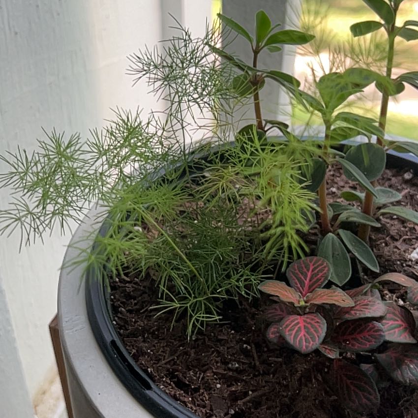 Photo of the plant species Myers Asparagus Fern by @KeySoybean74 named Fernie Saunders on Greg, the plant care app