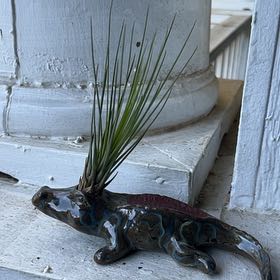 Photo of the plant species Tillandsia melanocrater by @KeySoybean74 named Osmo on Greg, the plant care app