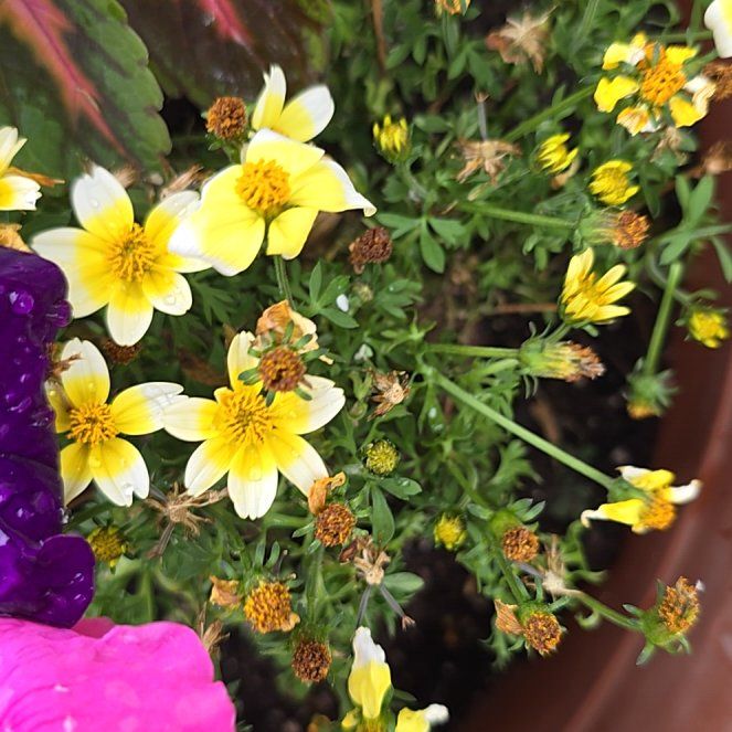 Photo of the plant species Arizona Beggarticks by @MeteoricMorombe named Einstein on Greg, the plant care app