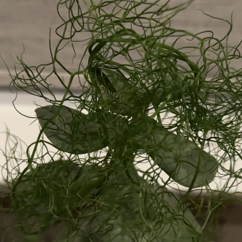 Photo of the plant species Climbing Onion by @MelodiousCorn67 named Tolkien on Greg, the plant care app