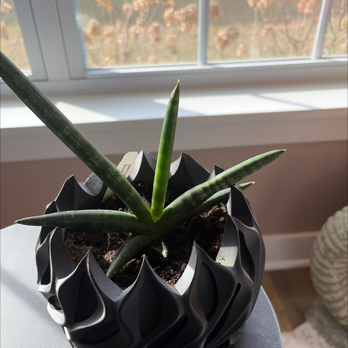 Photo of the plant species Starfish Snake Plant by @MelodiousCorn67 named Harry on Greg, the plant care app