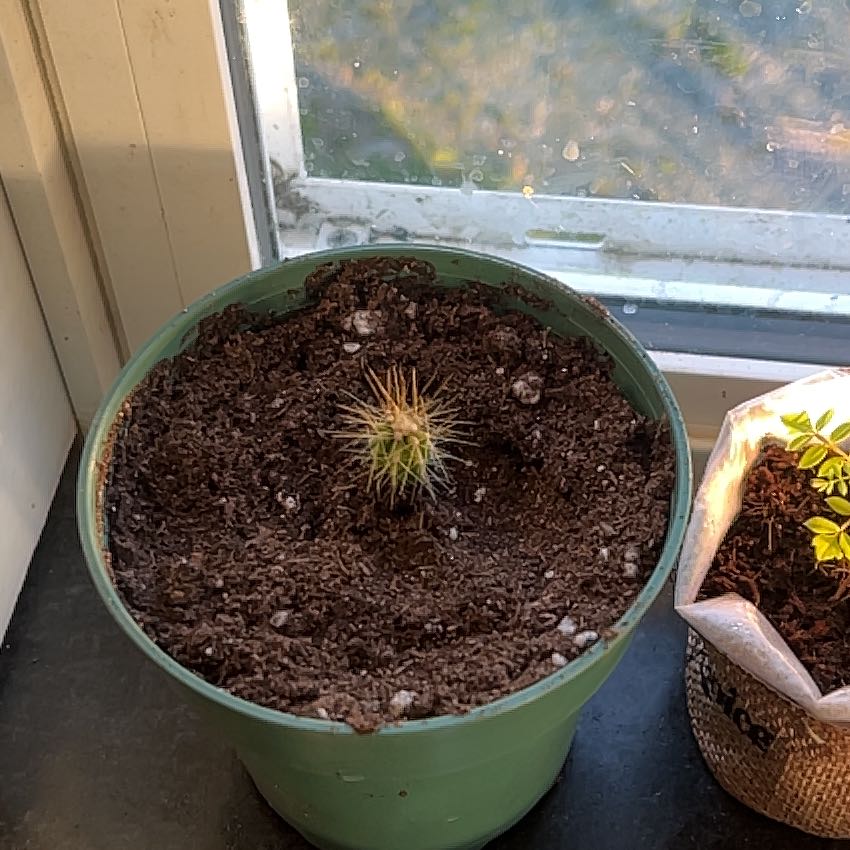 Photo of the plant species Blue Torch Cactus by @BigTomato33 named Marilyn on Greg, the plant care app