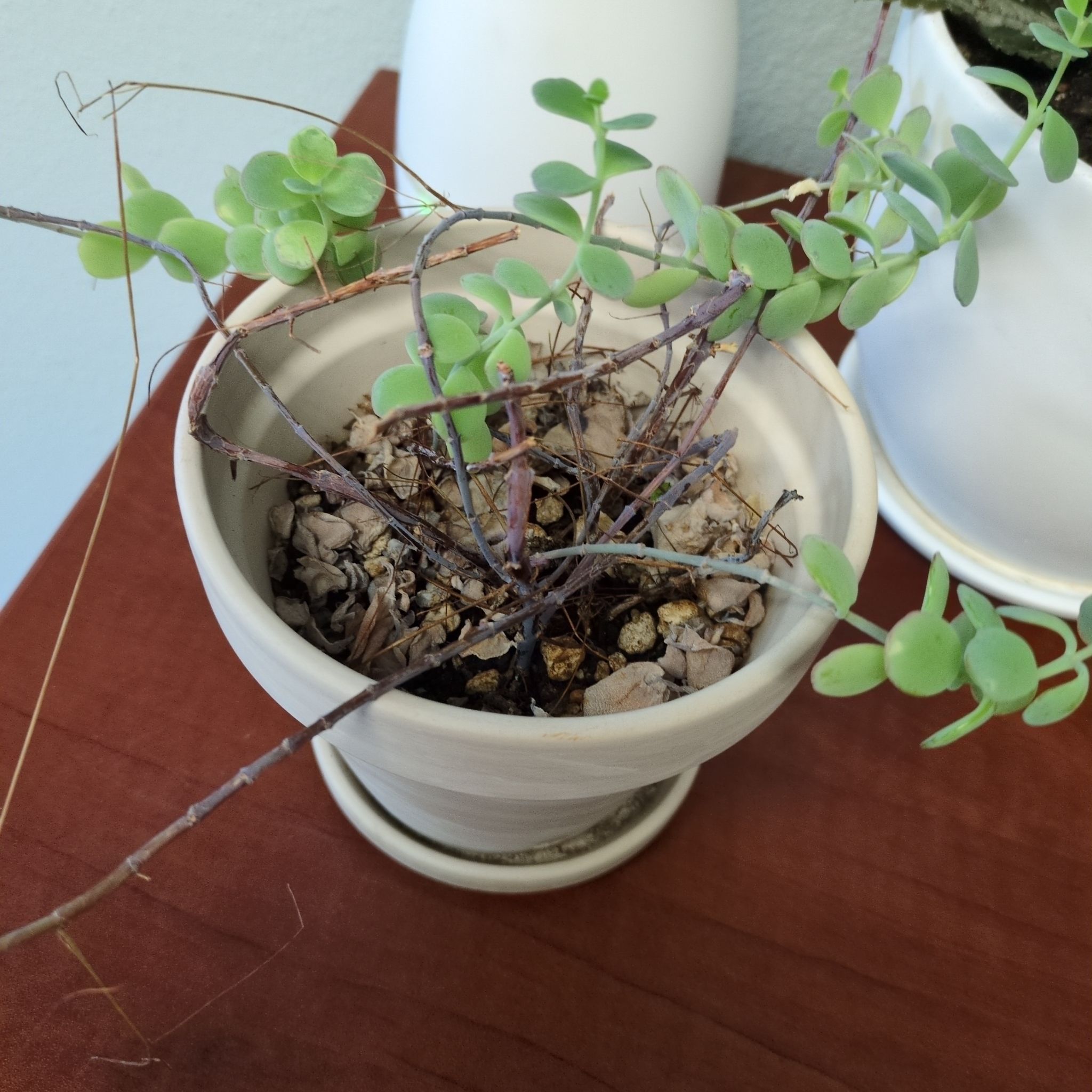 Photo of the plant species Sedum Lime Twister by @HelperWormplant named Peter Parker on Greg, the plant care app