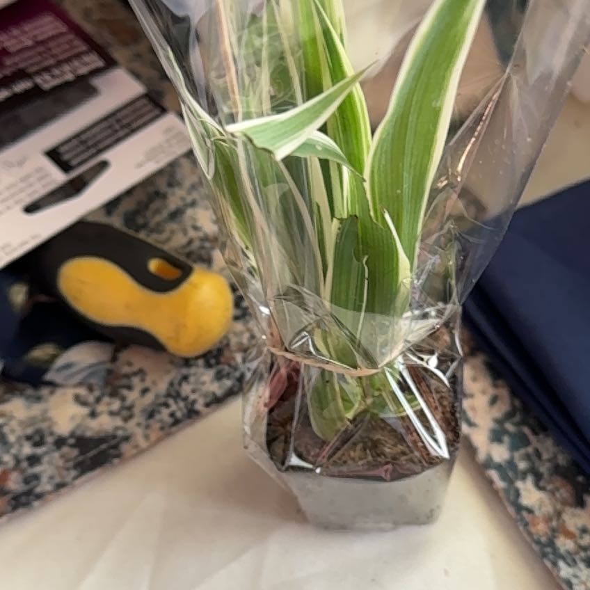 Photo of the plant species California Fan Palm by @HotChilli59 named Muhammad Ali on Greg, the plant care app