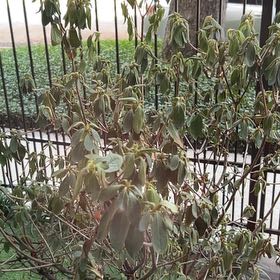 Photo of the plant species Jerusalem Sage by @NewWinika30 named Harry on Greg, the plant care app