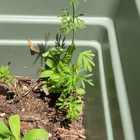Photo of the plant species Cutleaf Geranium by @SoulfulSquash99 named Lebron on Greg, the plant care app