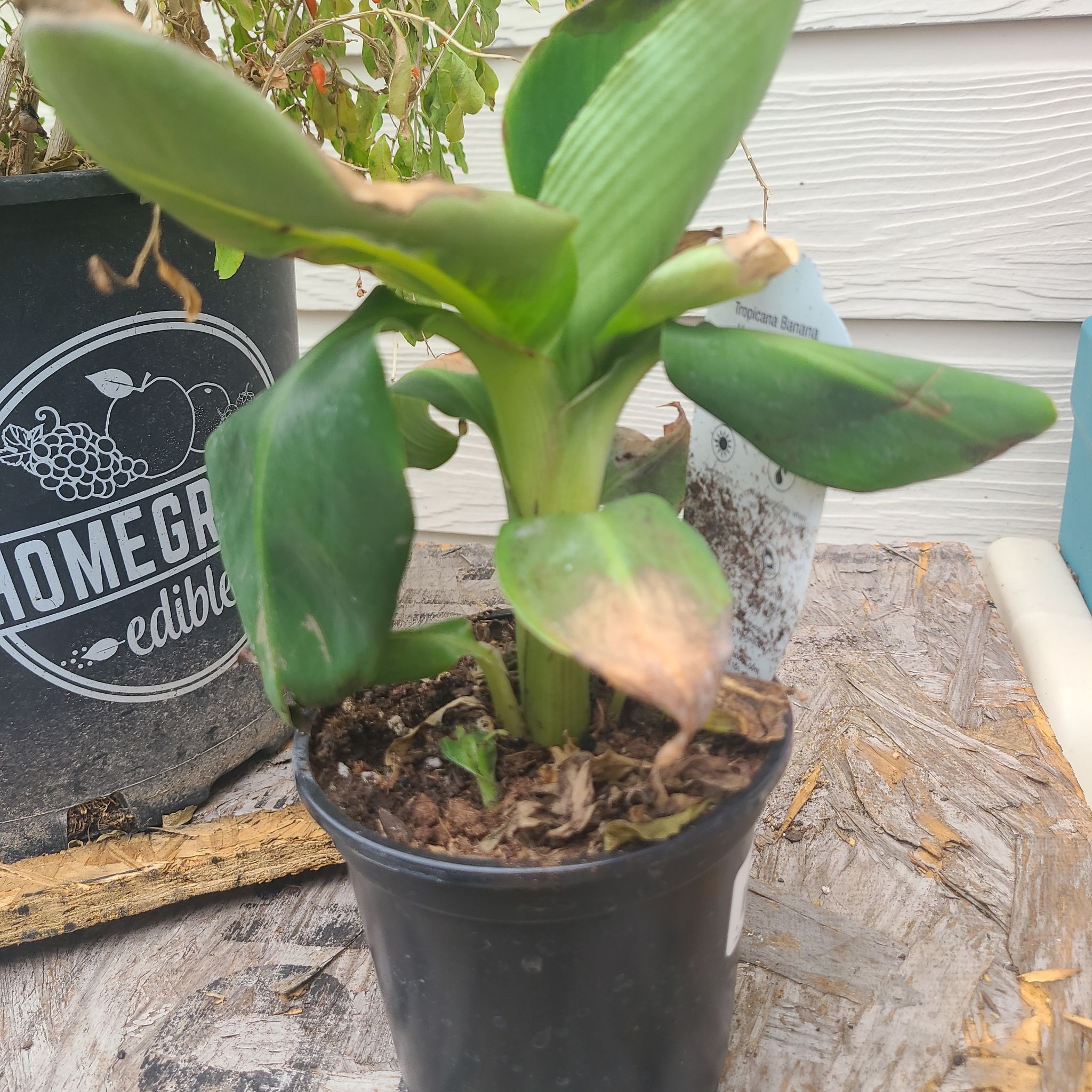 Photo of the plant species Super Dwarf Cavendish Banana by @SoigneMyagrum76 named Baesil on Greg, the plant care app