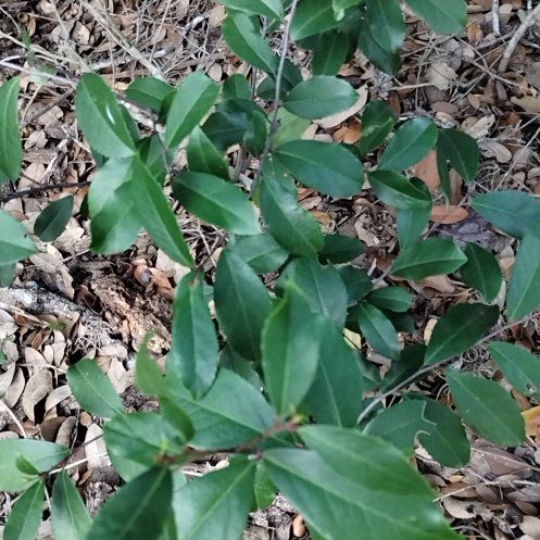 Photo of the plant species Carolina Laurel Cherry by @PerkyCosentinia named Elle on Greg, the plant care app