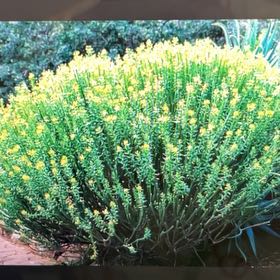 Photo of the plant species Pencil Milkbush by @SelflessAgave4 named Foxxy on Greg, the plant care app