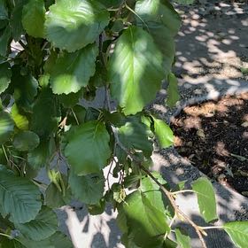 Photo of the plant species Dwarf Beech by @WinBunyapine13 named Willow on Greg, the plant care app