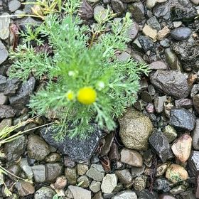 Photo of the plant species Disc Mayweed by @KeenBacopa14 named Robert Plant on Greg, the plant care app