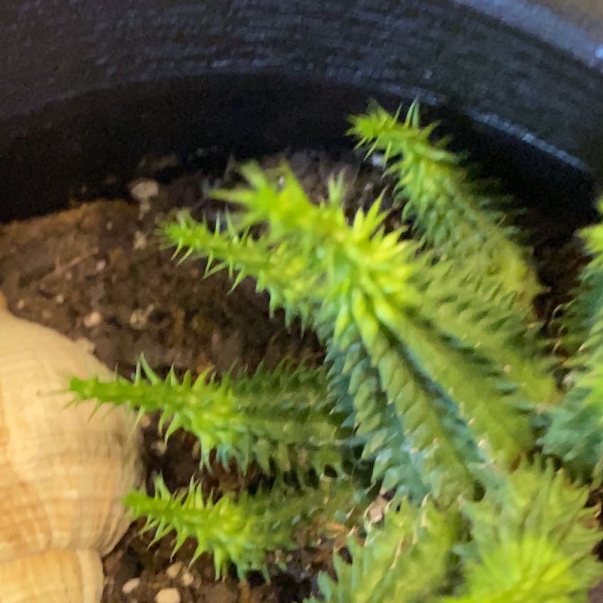 Photo of the plant species Spiky Bog-Moss by @BubblyHouseleek named Captain Plant-it on Greg, the plant care app
