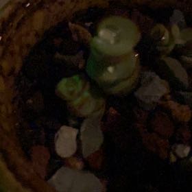 Photo of the plant species Navelwort by @BubblyHouseleek named Nemo on Greg, the plant care app