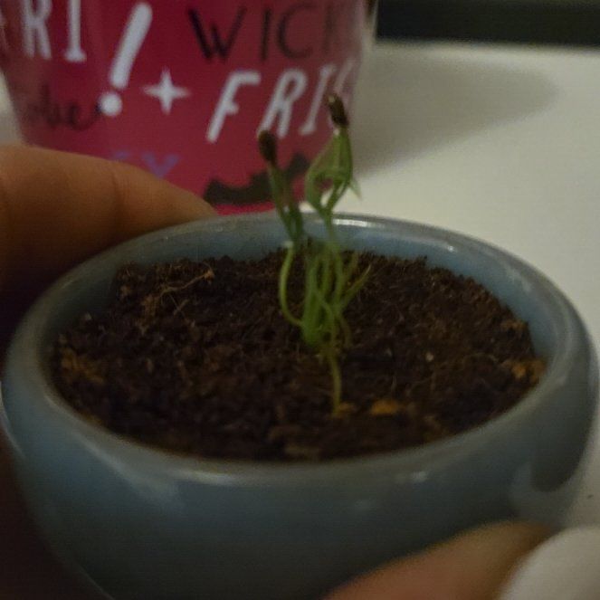 Photo of the plant species Norway Spruce by @ClassicTawapou0 named Diana on Greg, the plant care app