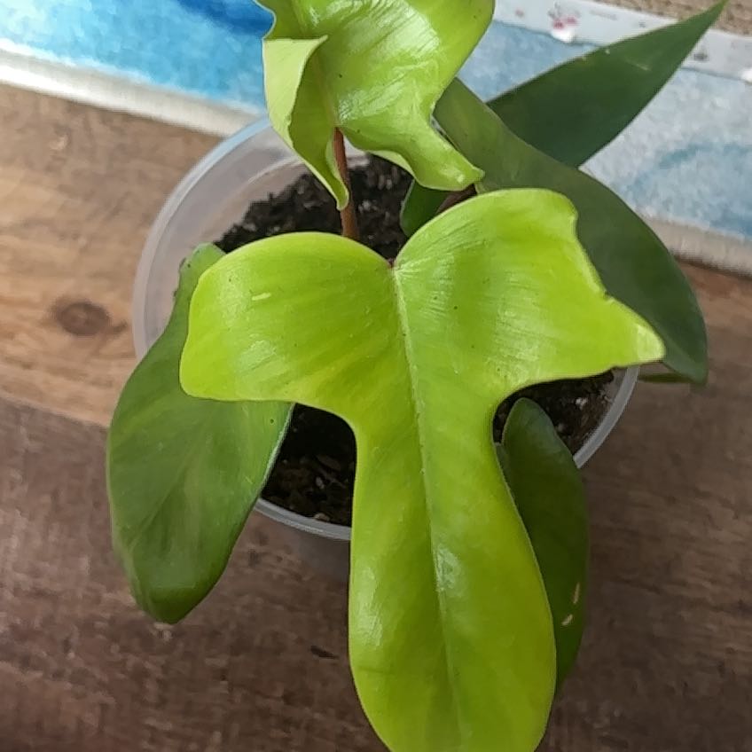 Photo of the plant species Philodendron panduriforme by @SoulfulCaucalis named Pen15 on Greg, the plant care app