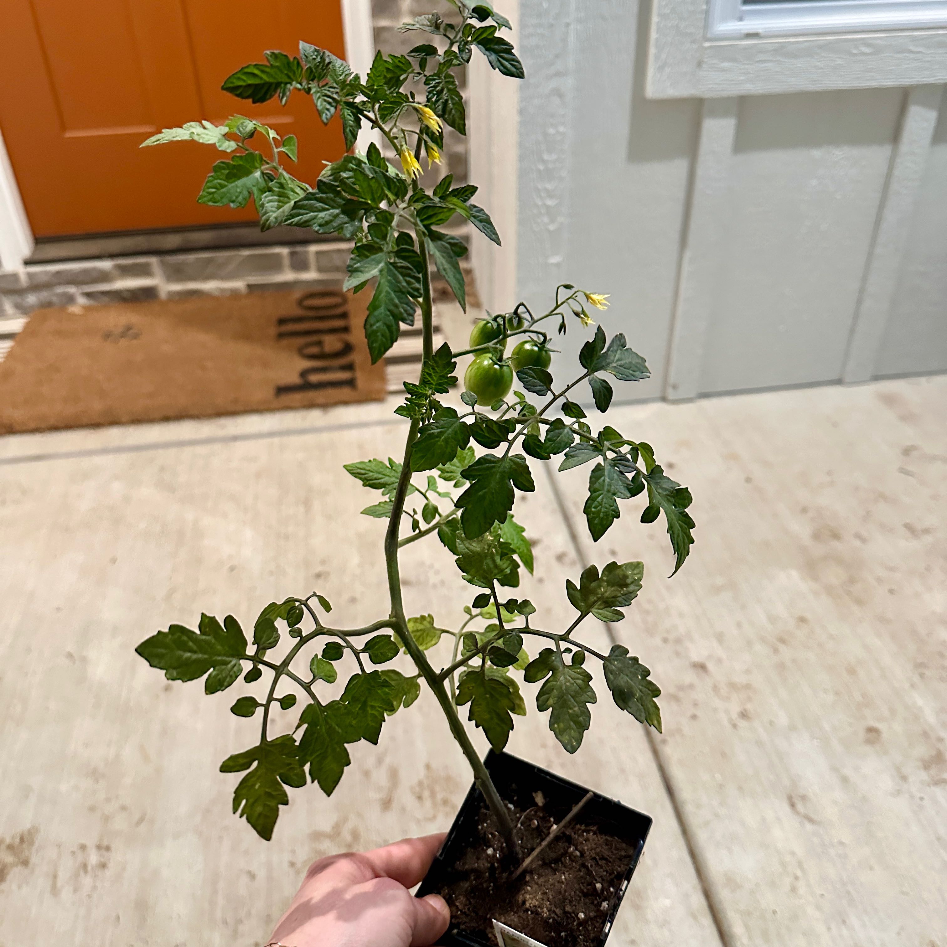 Photo of the plant species Tomato 'Rapunzel' by @CWilson23 named Rapunzel on Greg, the plant care app