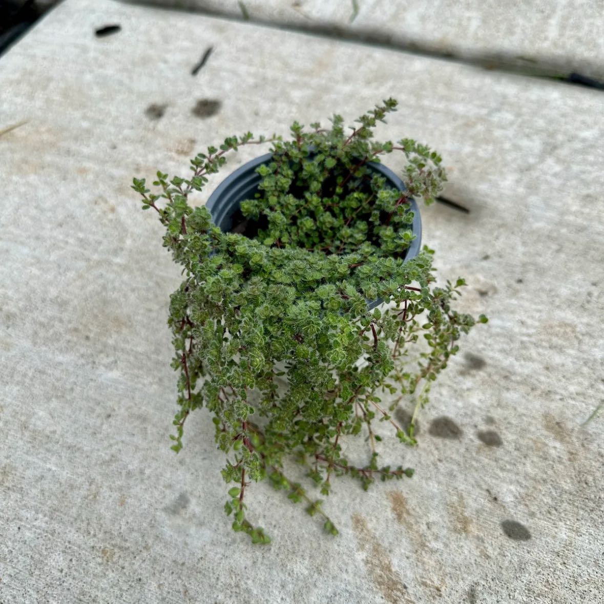 Photo of the plant species Woolly Thyme by @CWilson23 named Tupot amaroot on Greg, the plant care app