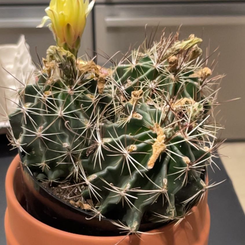 Photo of the plant species Cactus by @MelodiousEncina named Leaf Erickson on Greg, the plant care app