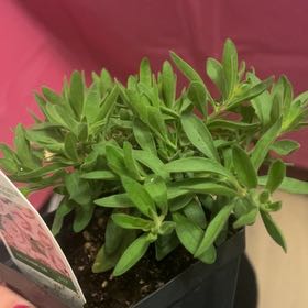 Photo of the plant species Calibrachoa Noa® by @LadyRaintree named Willow on Greg, the plant care app