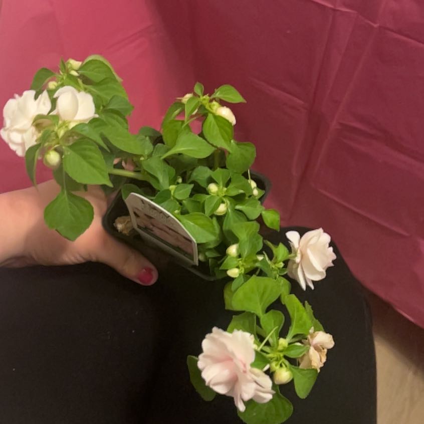 Photo of the plant species Rockapulco Appleblossom Impatiens by @LadyRaintree named LiloStitch on Greg, the plant care app