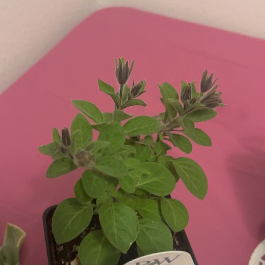 Photo of the plant species Supertunia 'Priscilla' by @LadyRaintree named Leaf Erickson on Greg, the plant care app