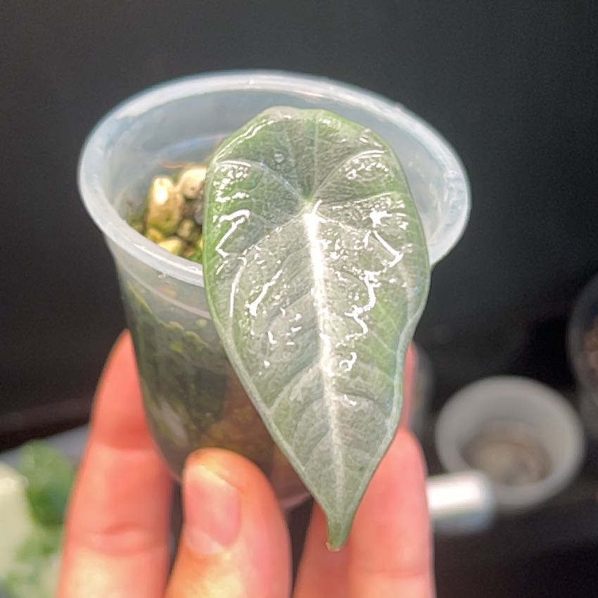 Photo of the plant species Dragon moon by @CuteGloriosa97 named Demi on Greg, the plant care app