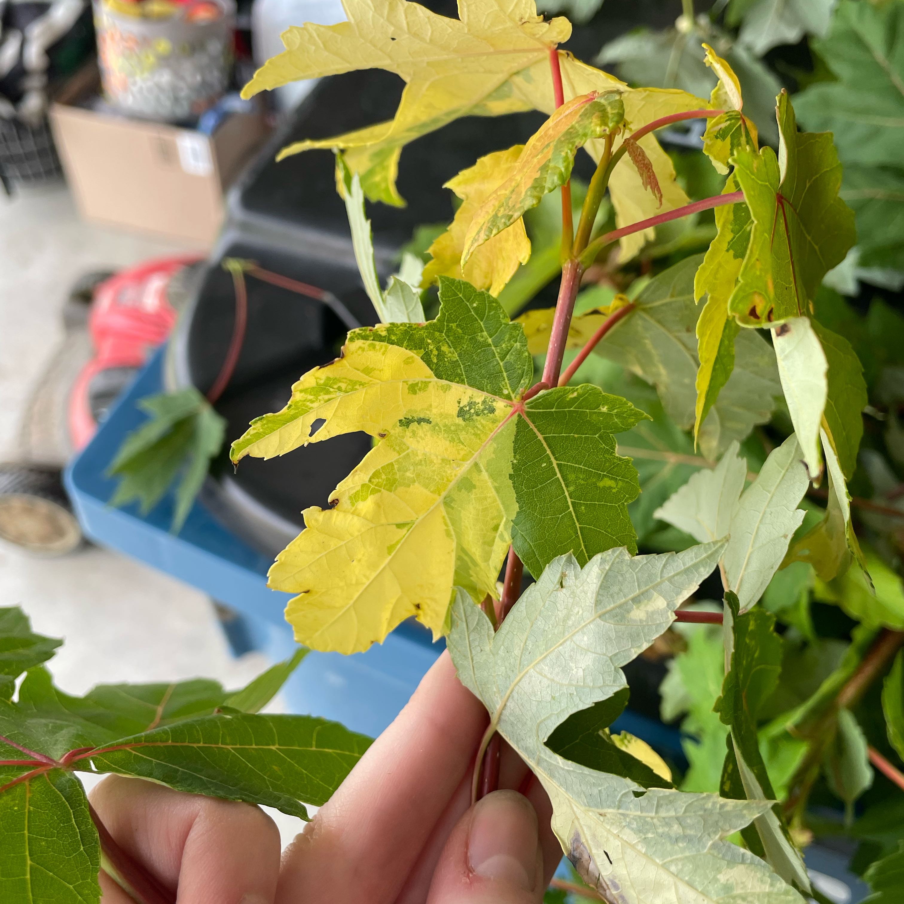 Photo of the plant species Texas Red Maple by @LikelyBigfoot0 named Willow on Greg, the plant care app