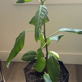 Photo of the plant species Variegated Rubber Ivy by @PromptCoconut67 named Bruce Lee on Greg, the plant care app