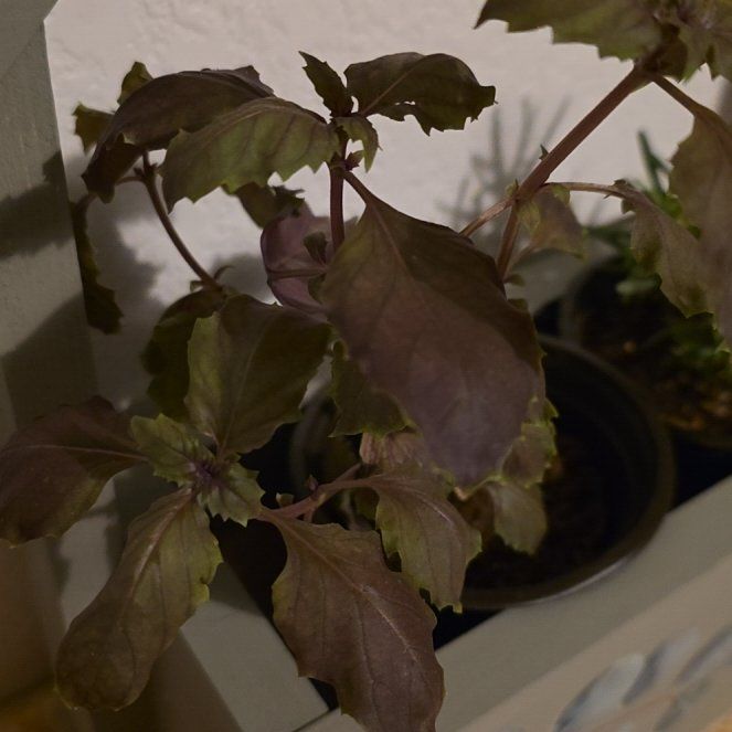 Photo of the plant species Red basil by @FancyCatpalm named Morgan Treeman on Greg, the plant care app