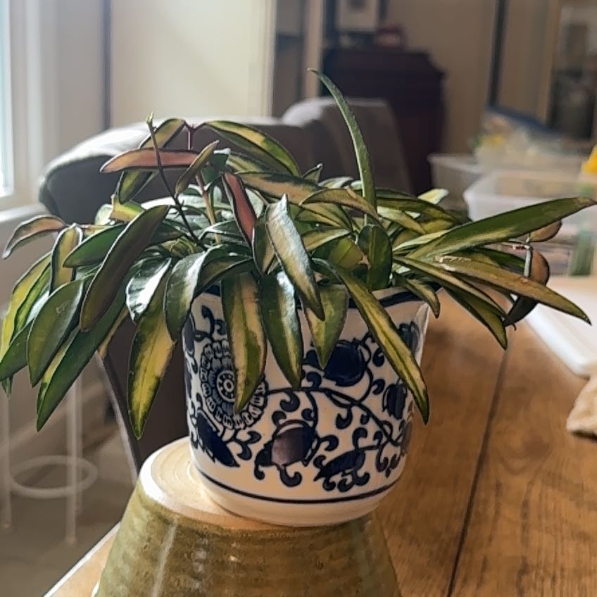 Photo of the plant species variegated hoya wayetii by @WhollyBegonia16 named Queen on Greg, the plant care app
