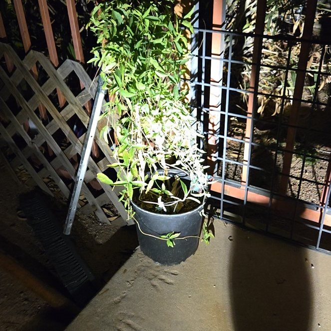 Photo of the plant species Catclaw Vine by @PeachyAster3 named Drake on Greg, the plant care app