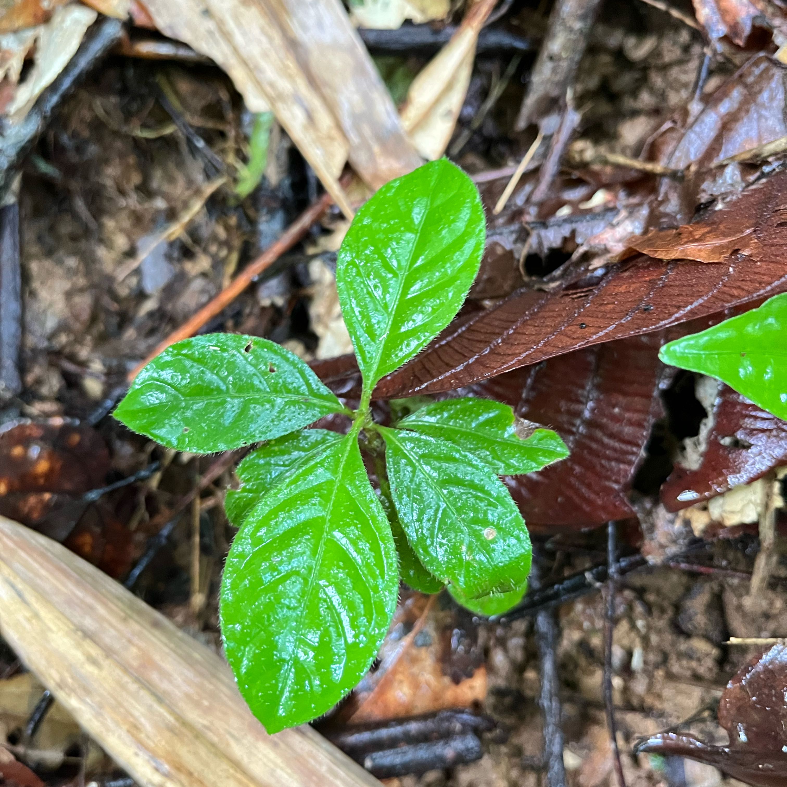 Photo of the plant species Broad-Leaved Starflower by @SedulousRosilla named Navajo on Greg, the plant care app