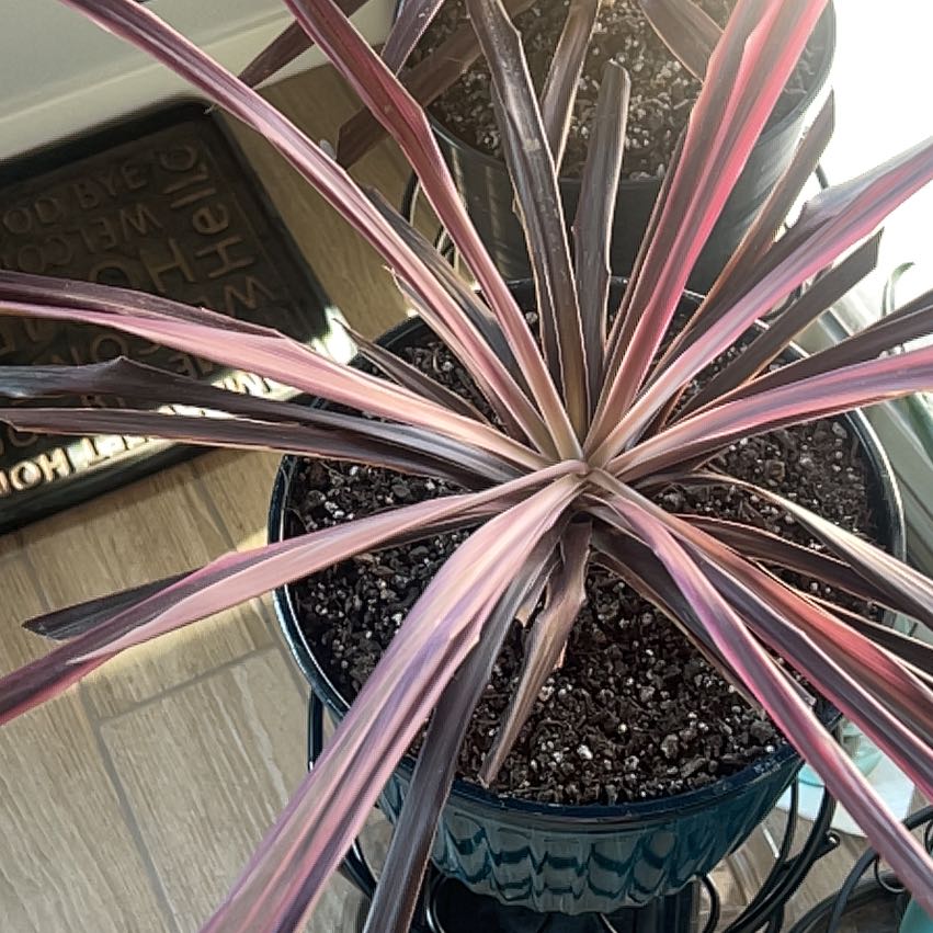 Photo of the plant species Pink Dream by @PatientIvy13 named Sigmund on Greg, the plant care app
