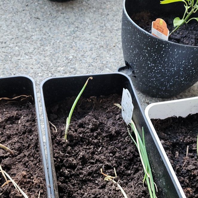 Photo of the plant species Red Onion by @AffectiveBlue59 named Kylie on Greg, the plant care app