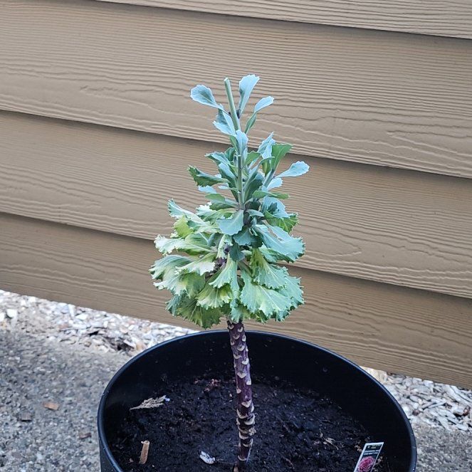 Photo of the plant species Ornamental Kale 'Crane Pink' by @AffectiveBlue59 named McKinley on Greg, the plant care app