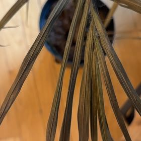 Photo of the plant species Torrey Pine by @FunCobnut48 named Leaf Erickson on Greg, the plant care app