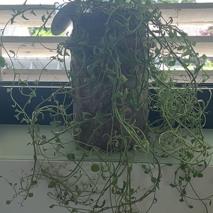 Photo of the plant species String of Dolphins by @StarSalal50 named Bieber on Greg, the plant care app