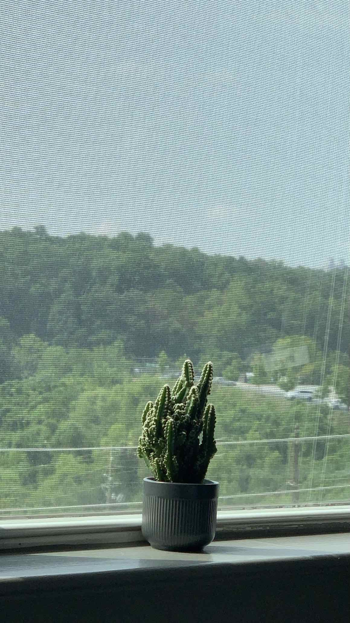Night-Blooming Cereus plant in a pot on a windowsill with a scenic outdoor background.