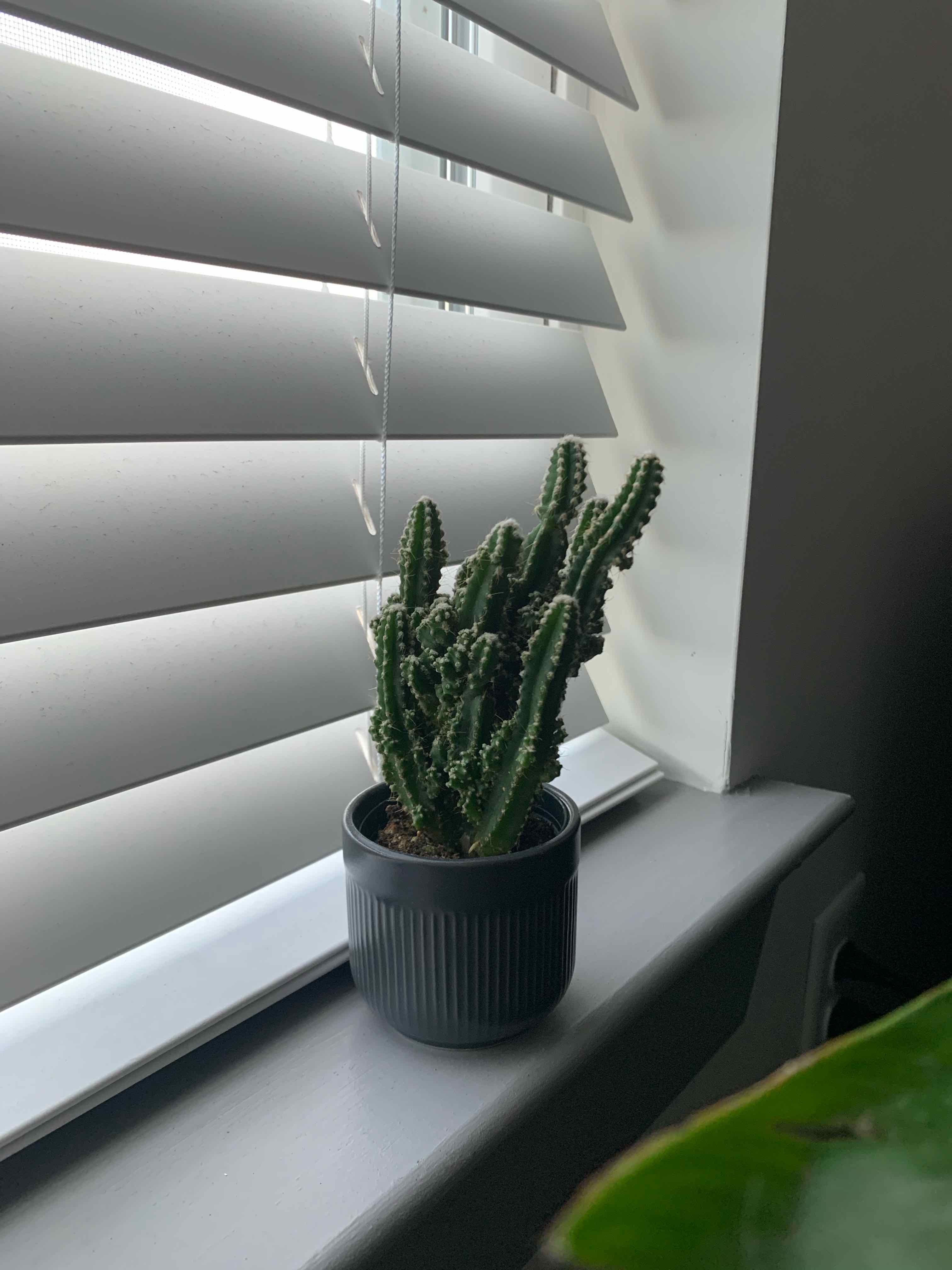 Night-Blooming Cereus cactus in a pot on a windowsill with blinds in the background.