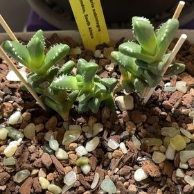 Photo of the plant species Tiger Jaws by @GodlyPalmier40 named Naomi on Greg, the plant care app