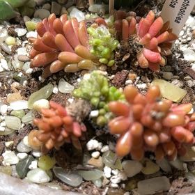 Photo of the plant species Anacampseros arachnoides by @GodlyPalmier40 named Tolkien on Greg, the plant care app