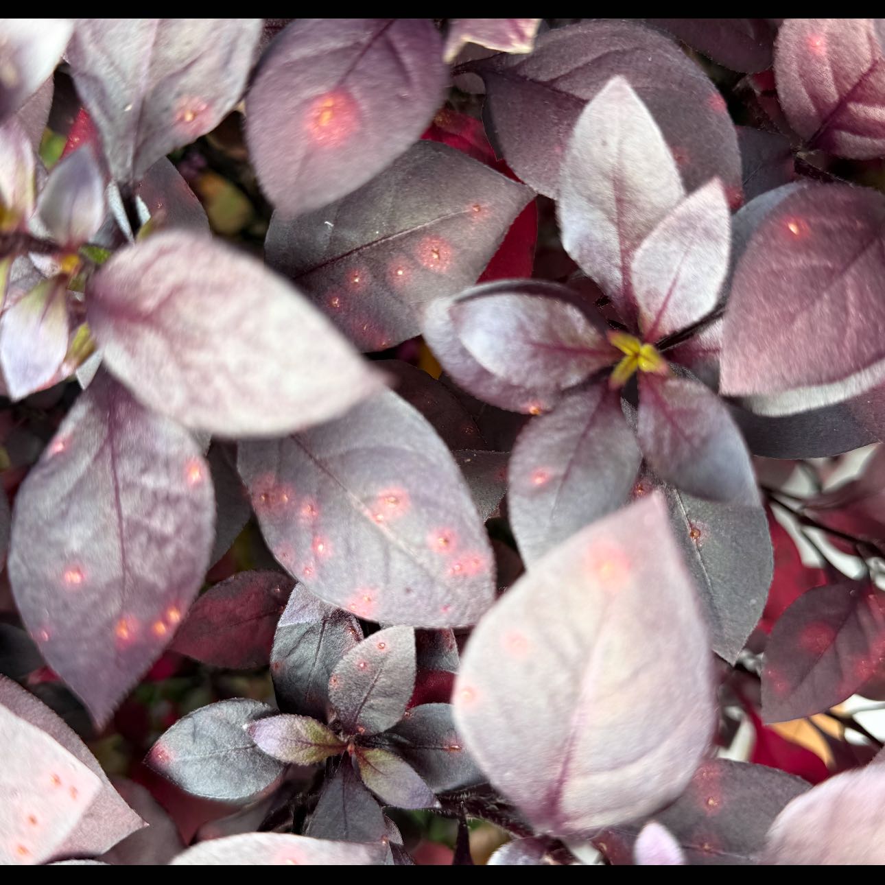 Photo of the plant species Metal Weed by @GoodThaibasil61 named Michelle Branch on Greg, the plant care app